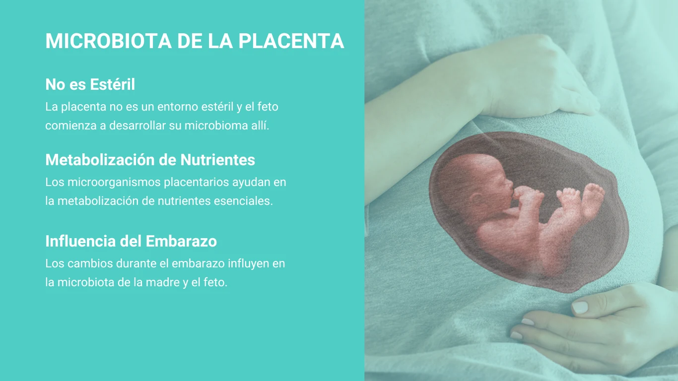 Infografía sobre la microbiota de la placenta: no es estéril, metabolización de nutrientes e influencia del embarazo