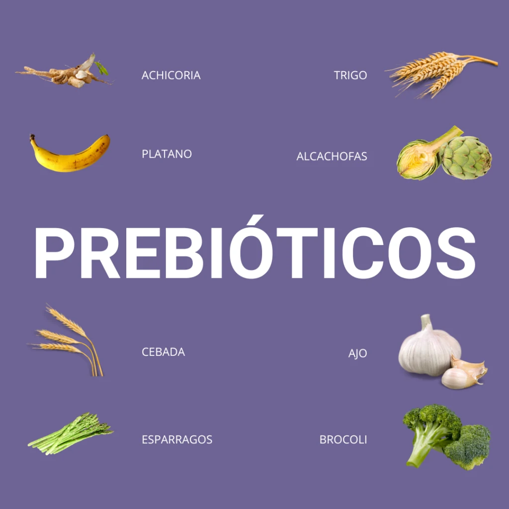 Alimentos prebióticos: achicoria, trigo, plátano, alcachofas, cebada, ajo, espárragos y brócoli