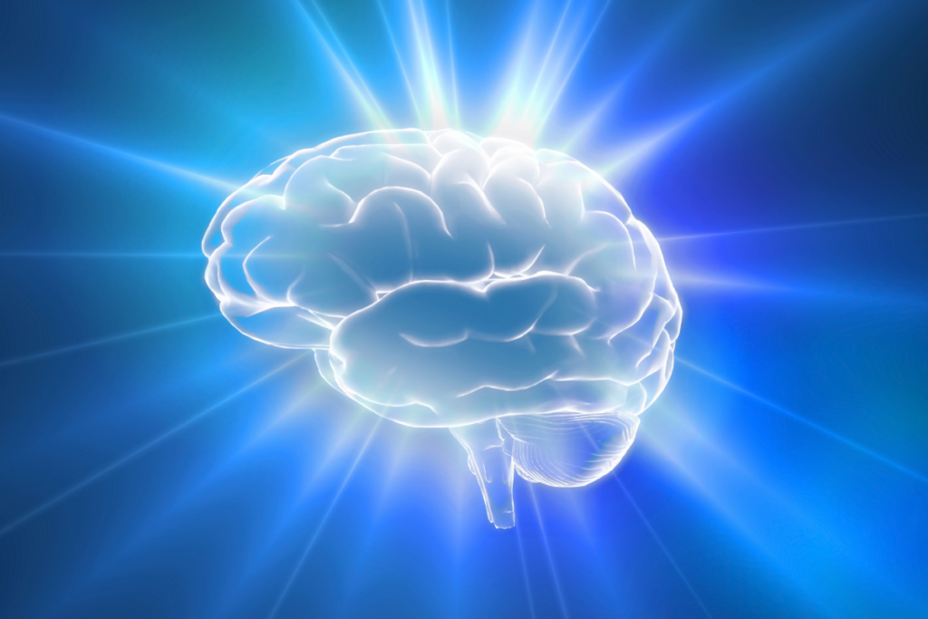 Composición del cerebro