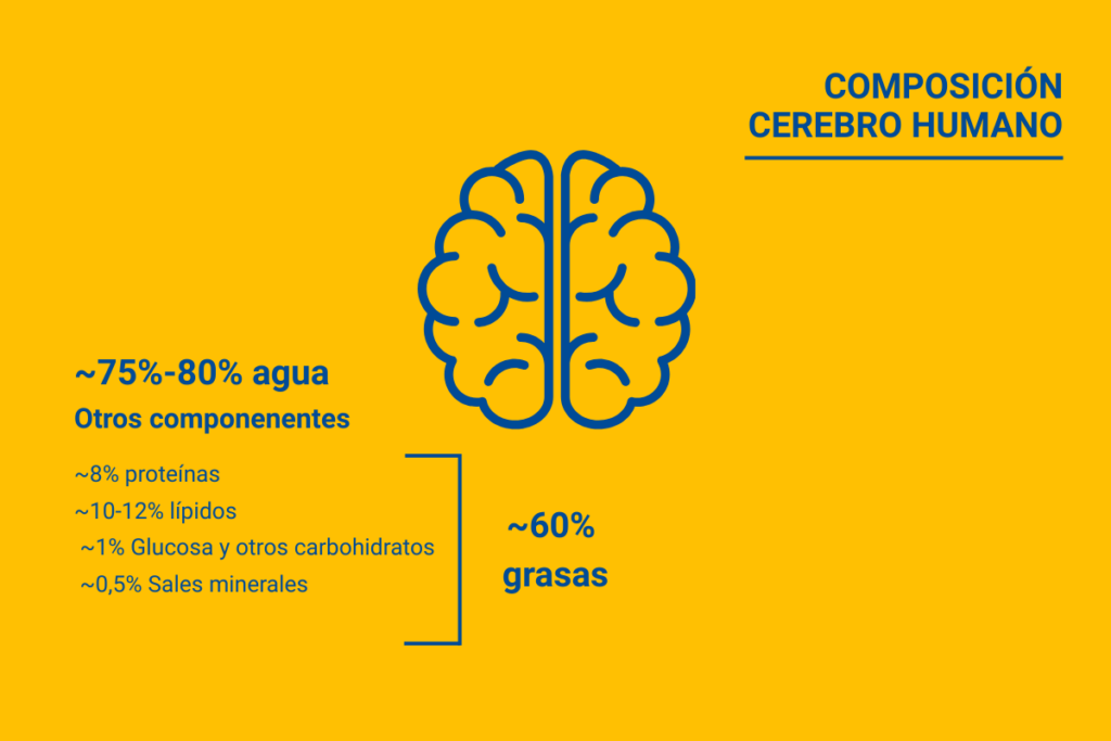 Composición lípidos cerebro